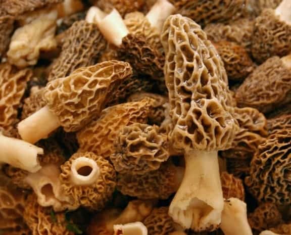 Dried gucchi morel mushrooms
