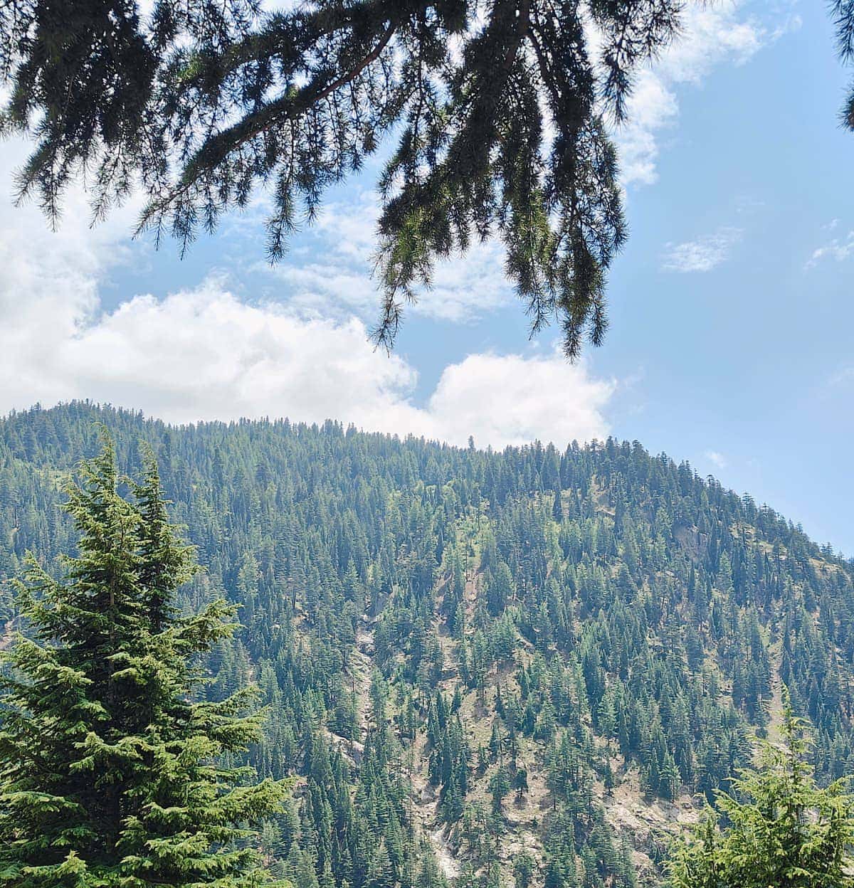 A forested Nuristan hillside with a bare scar where trees have been cleared