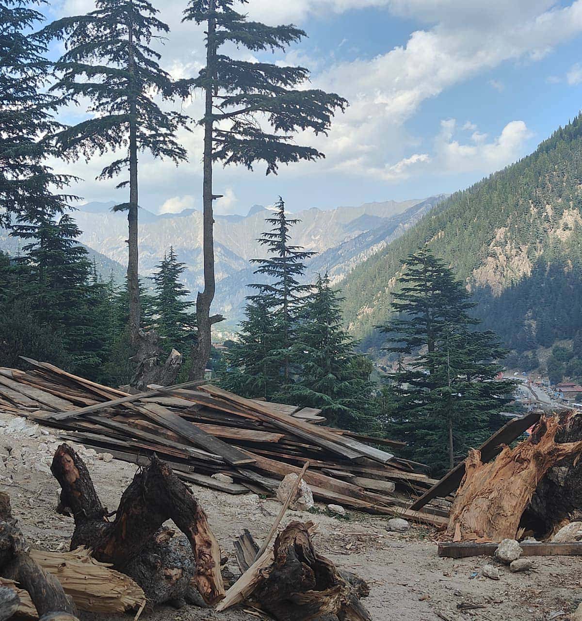 Cut cedar planks and felled stumps on a hillside above a Nuristan valley