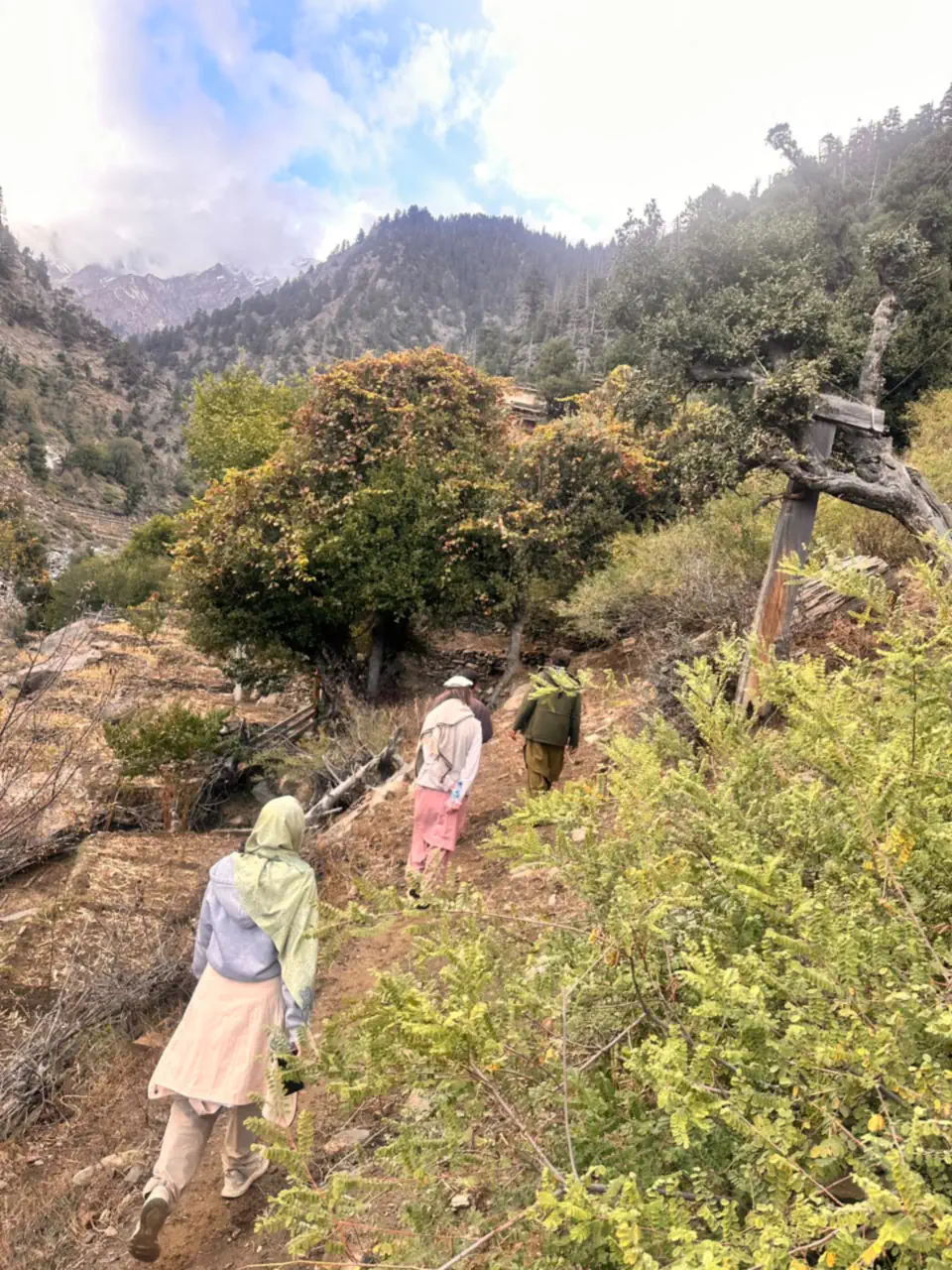Two guests from the Netherlands and their guides walking a path between fields and trees in the Sewketra valley of Waygal, forested mountains and cloud behind