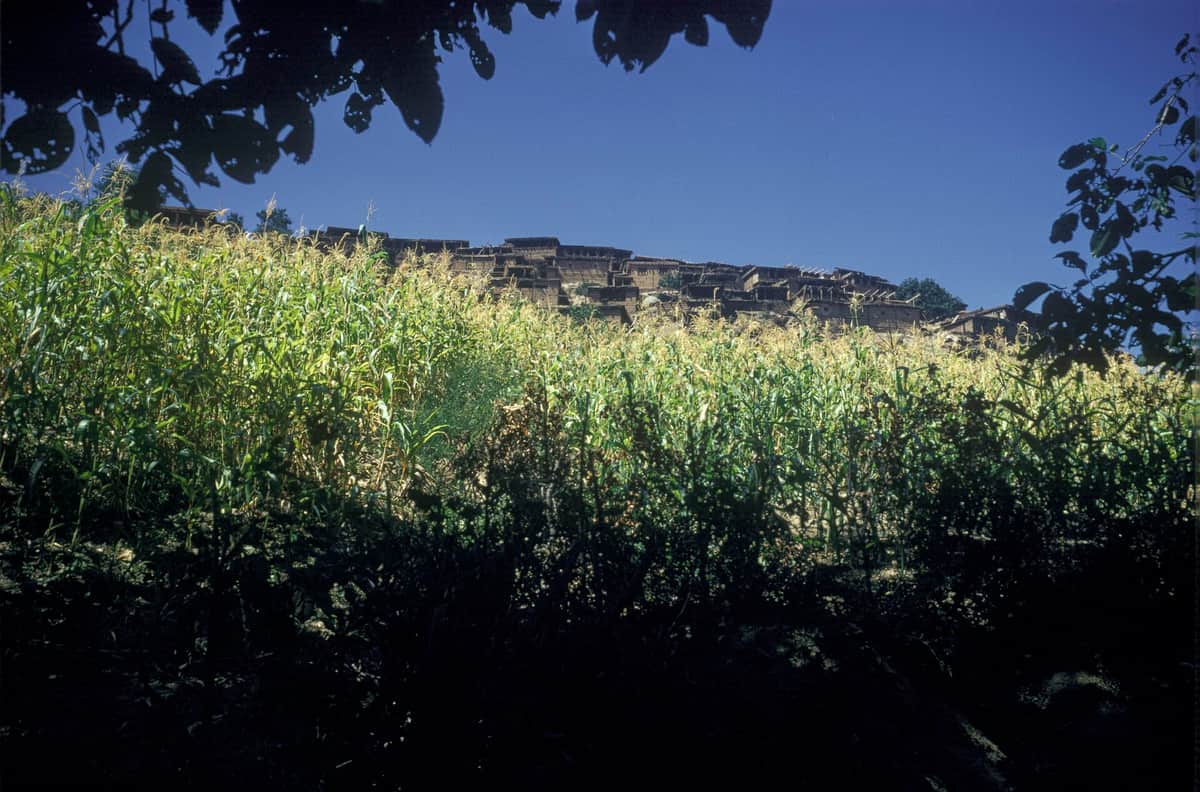 The flat-roofed houses of Kamdesh village stepped along a ridge under a deep blue sky, seen across a field of tall maize