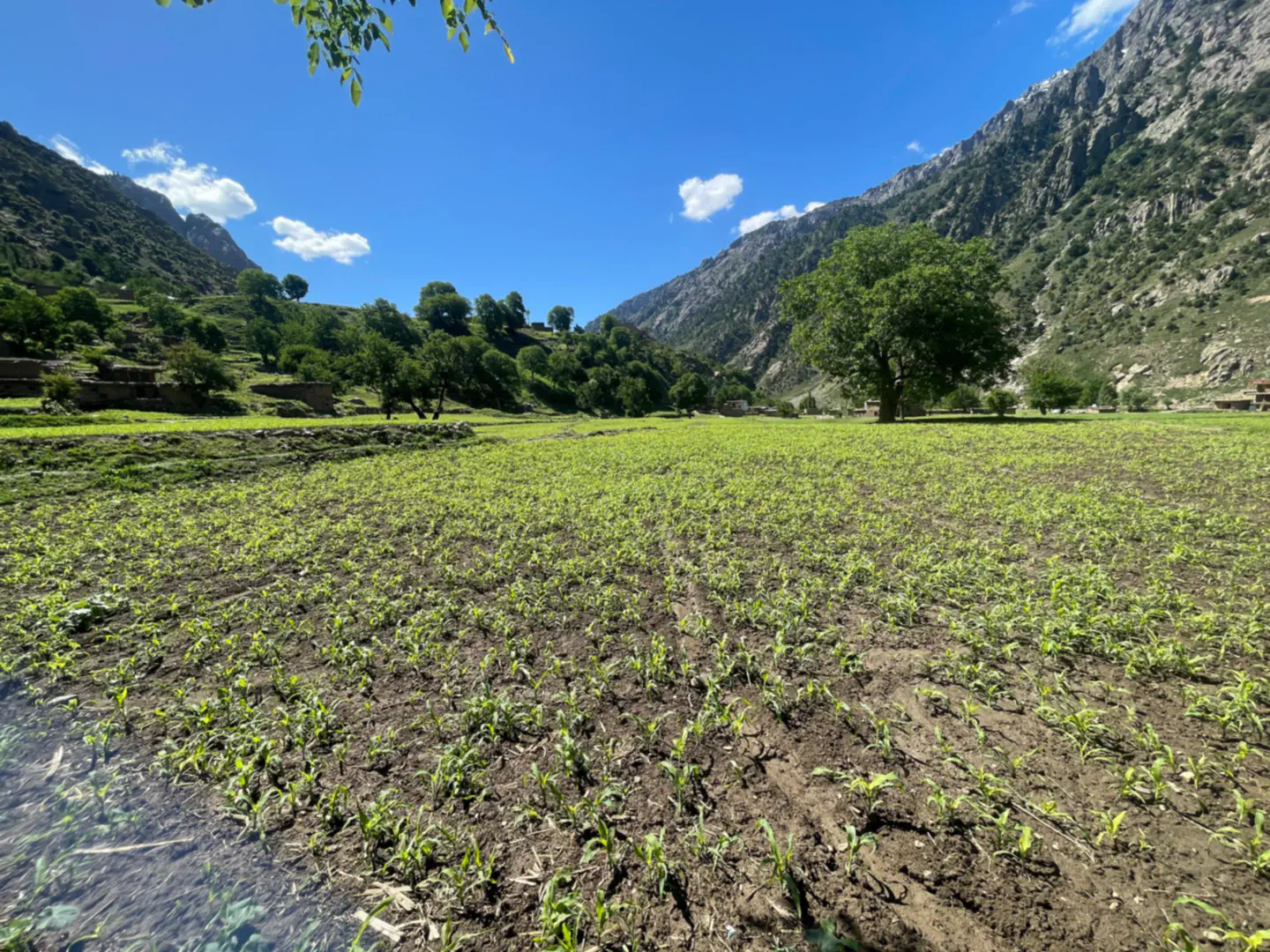 A field of young maize on the floor of the Kantiwa valley, a large tree and village houses beyond, steep rocky mountains under a blue sky