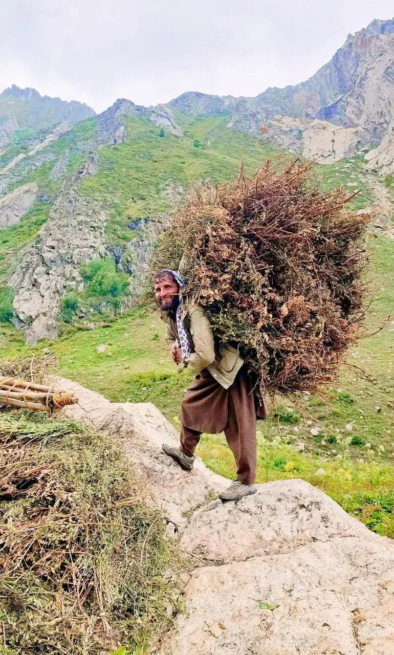 A smiling man in Kantiwa carrying a huge load of dried brush on his back across a green mountain pasture, rocky peaks behind
