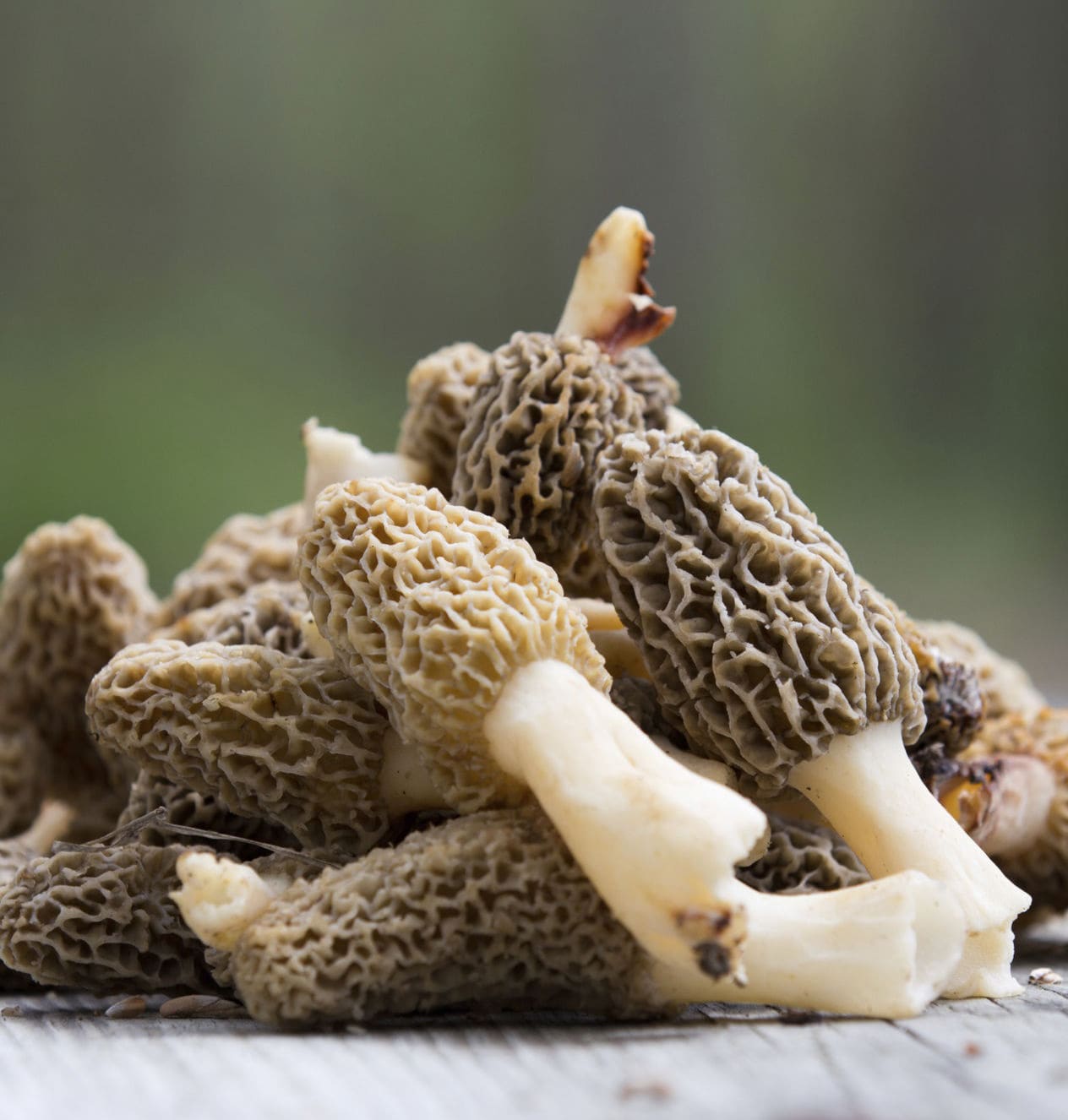 Fresh wild morel mushrooms, gucchi, with honeycombed caps, gathered in the forests of Nuristan, Afghanistan