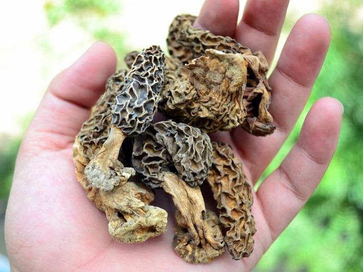 A close view of the honeycomb cap of a Nuristan morel mushroom