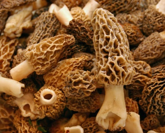 Dried morel mushrooms from Nuristan