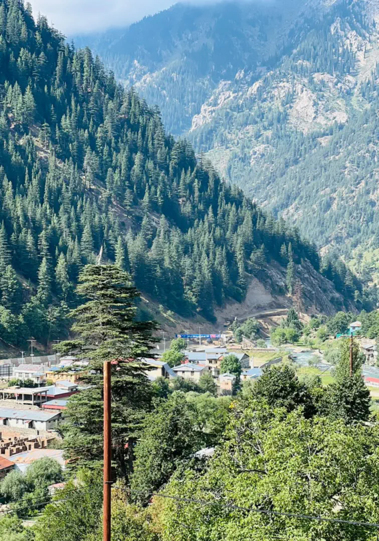 A village in Parun at the foot of a steep cedar-forested gorge, a tall deodar in the foreground