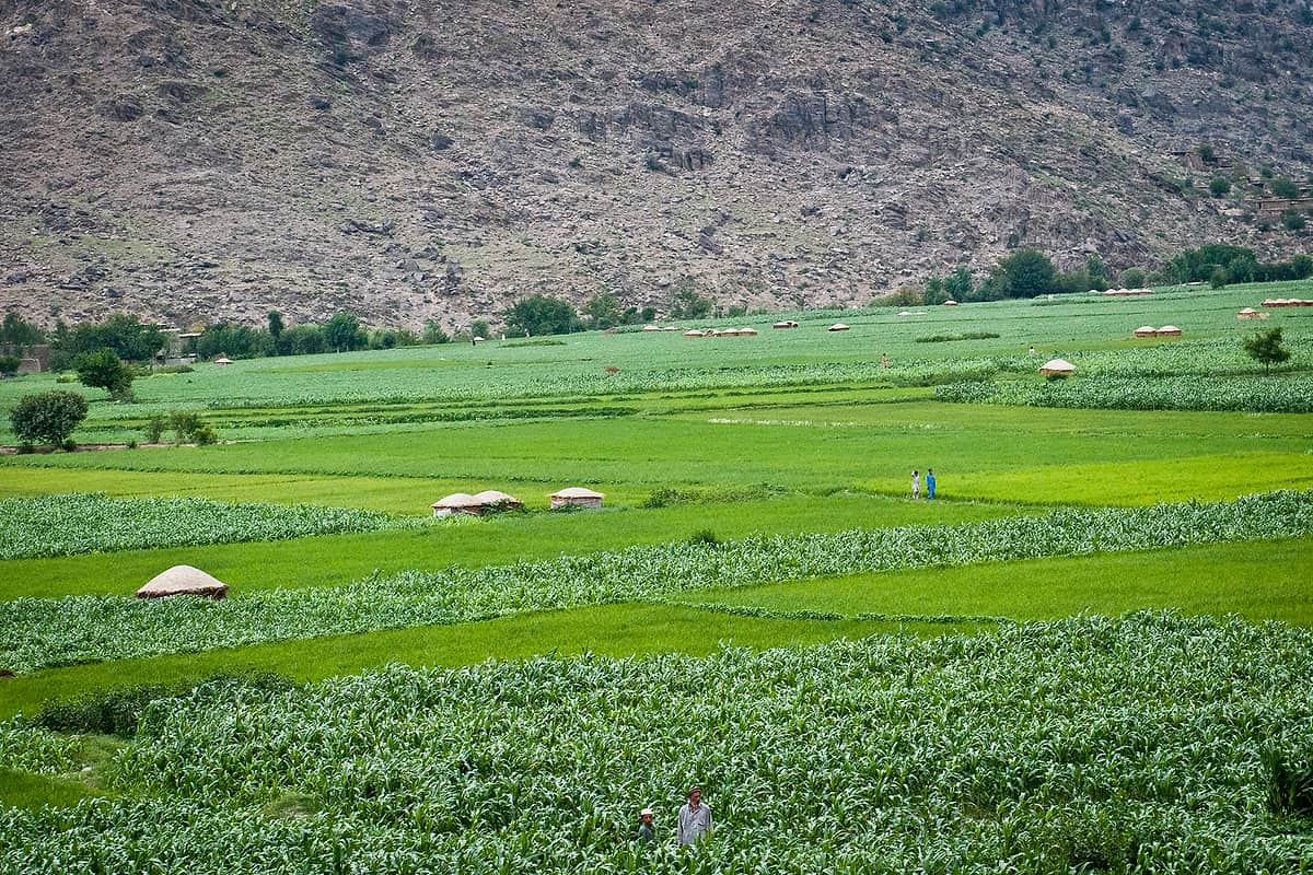 Green maize and rice fields on the floor of the Pech valley in Kunar, with stone hillsides rising behind