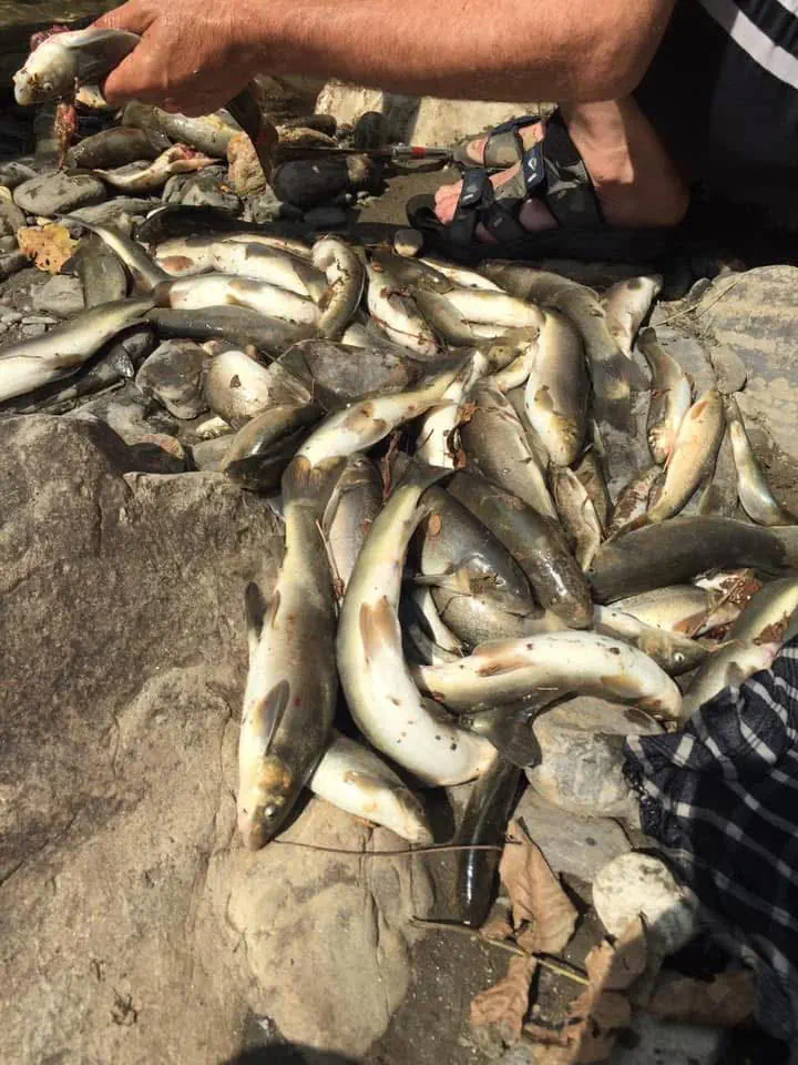 A heap of freshly caught river fish on the rocks beside the main river in Waygal, a man's hand lifting one